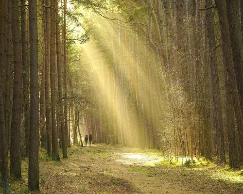 Person taking a quiet morning walk in a city park